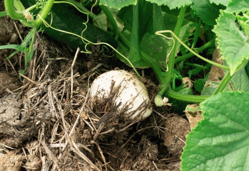 Are Mushrooms In Your Garden Soil A Good Or Bad Sign?