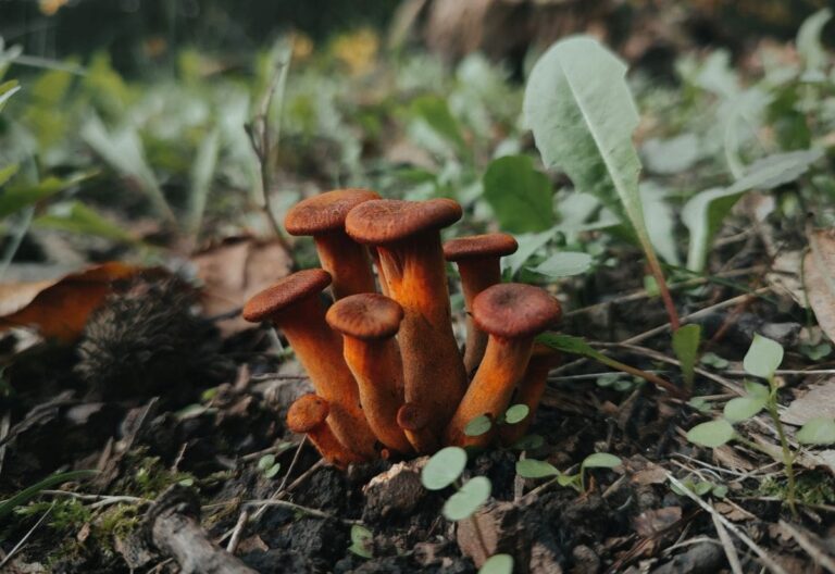 Are Mushrooms in Your Garden Soil a Cause for Concern?