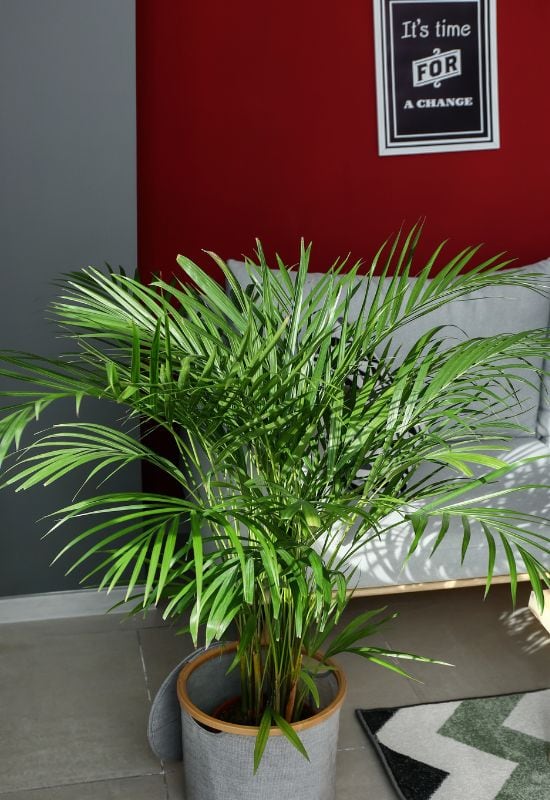 Areca Palm (Dypsislutescens)
