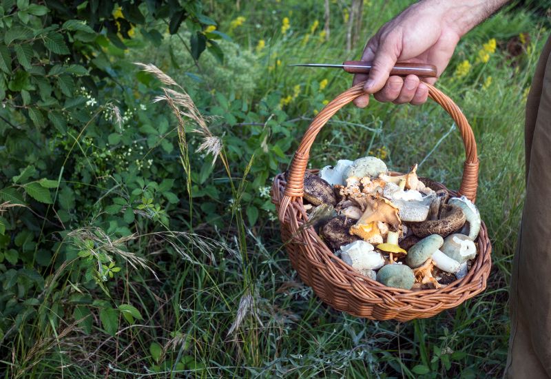 Can You Eat Mushrooms From Your Garden Beds?