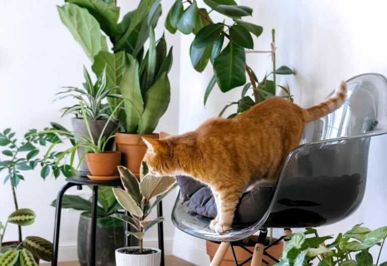 12 Cat-Safe Indoor Trees that Bringing Nature Inside without Harming Your Feline Friend!