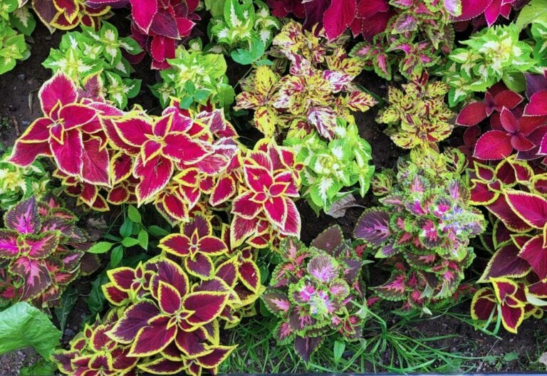25 Vibrant Coleus Varieties for a Lively, Color-Filled Garden