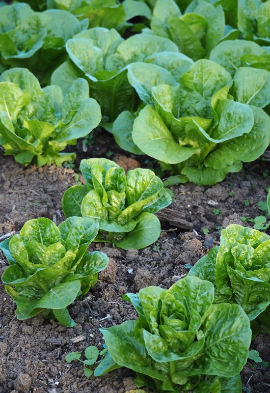 Cos Lettuce Growing in an Organic Garden 