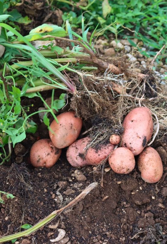 Freshly dug Desiree potatoes in the field 