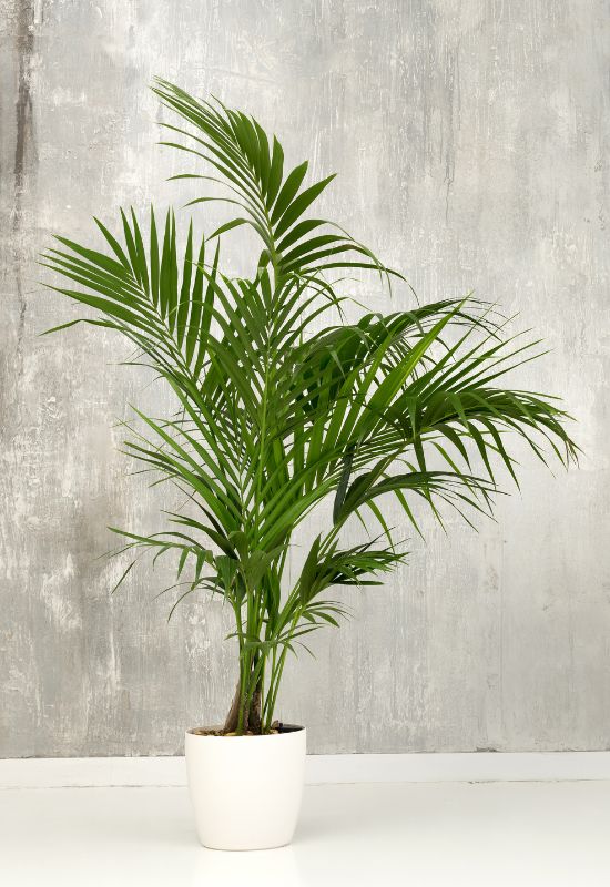Dwarf Royal Palm (Veitchiamerrillii)