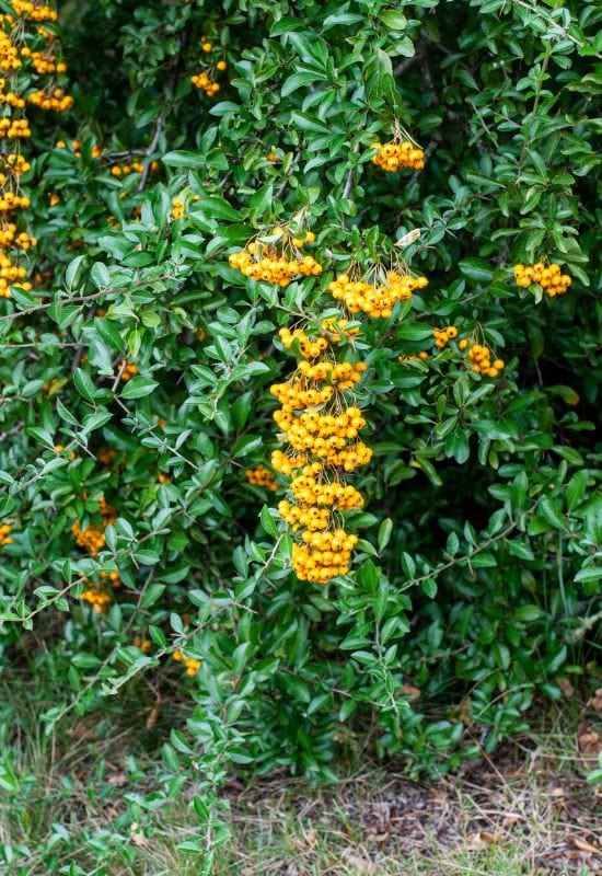 Firethorn (Pyracantha spp.)
