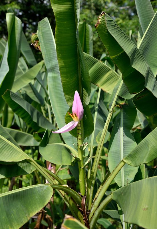 Flowering Banana (Musa ornata)