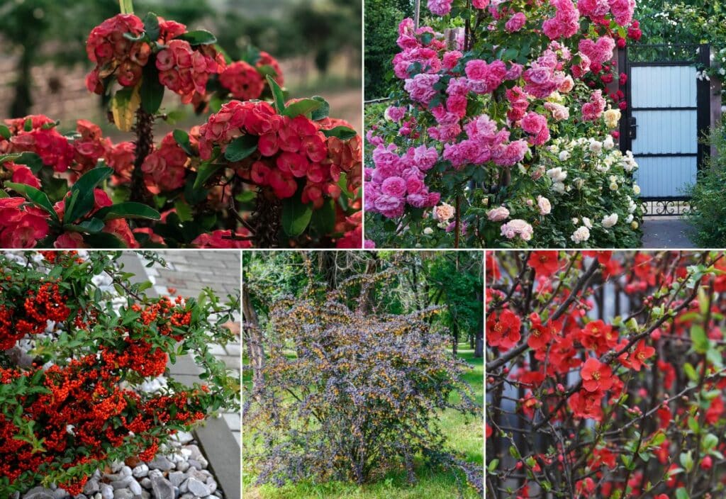 Flowering Plants With Thorns