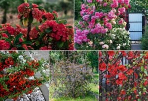 Flowering Plants With Thorns