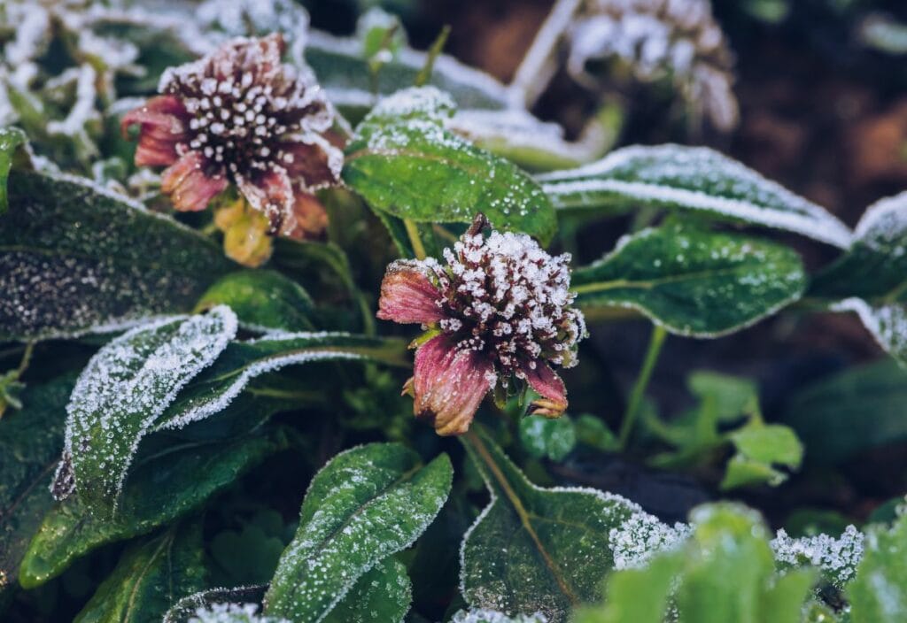 Frost Friendly Perennials: Let’s Get The Numbers Right!
