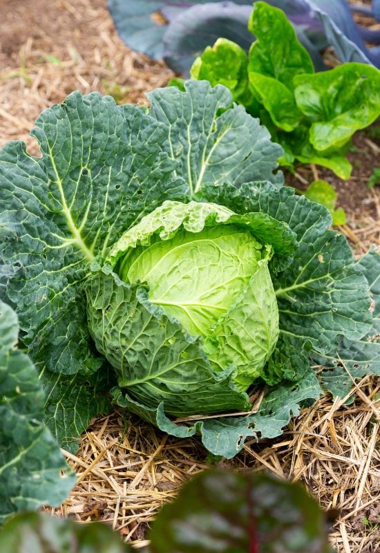 Growing Large Cabbages and Other Garden Vegetables.