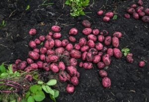 Potato field with tubers in hay soil