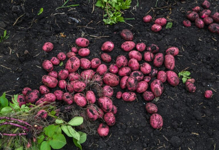 Growing Red Potatoes: 16 Hand-Picked Varieties to Plant in Your Garden