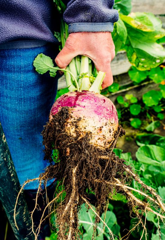 Harvesting turnips in vegetable garden