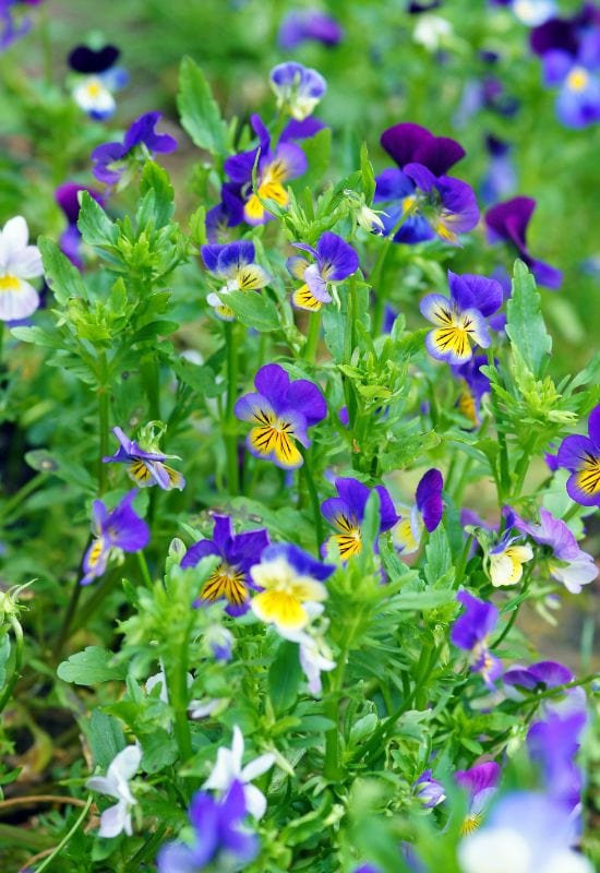 Horned Violet (Viola cornuta)