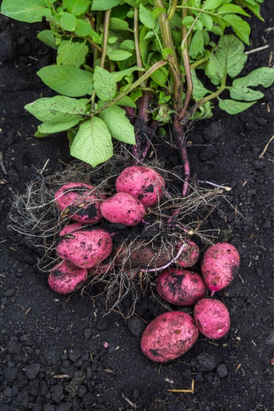 How And When To Harvest Red Potatoes
