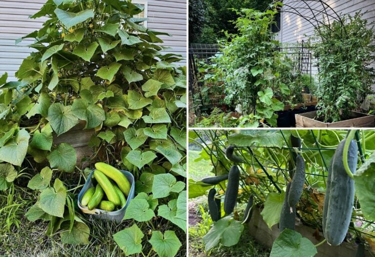 How to Grow Cucumber Vines Vertically on a Trellis To Save Space & Increase Yields