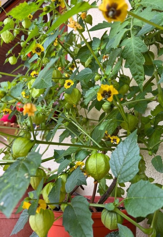 How To Harvest Tomatillos