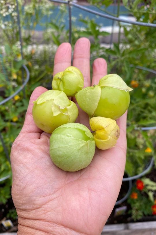 How To Tell A Tomatillo Is Ripe For The Best Flavor
