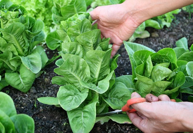 How To Thin Lettuce
