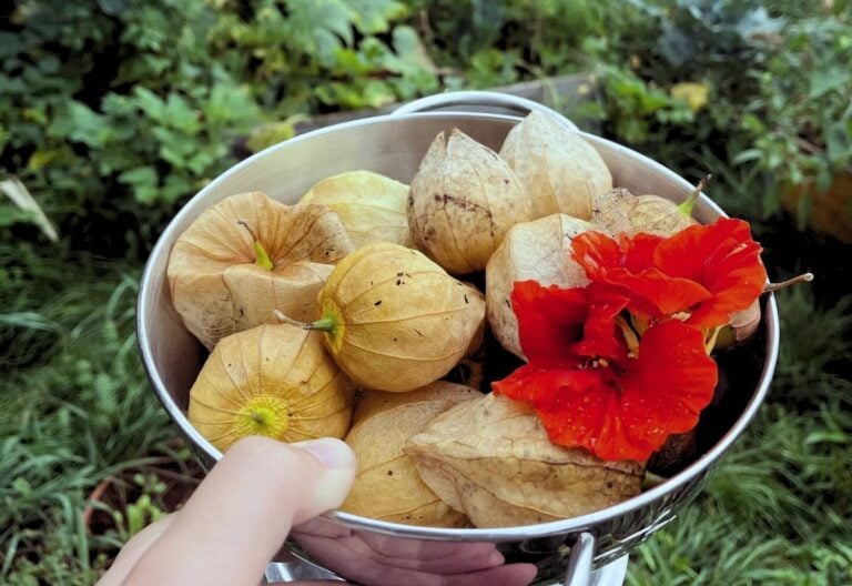 How and When to Harvest Tomatillo for Peak Ripeness Plus Storing Them Well