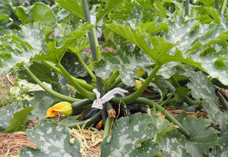 Improves Access To Water and Nutrients