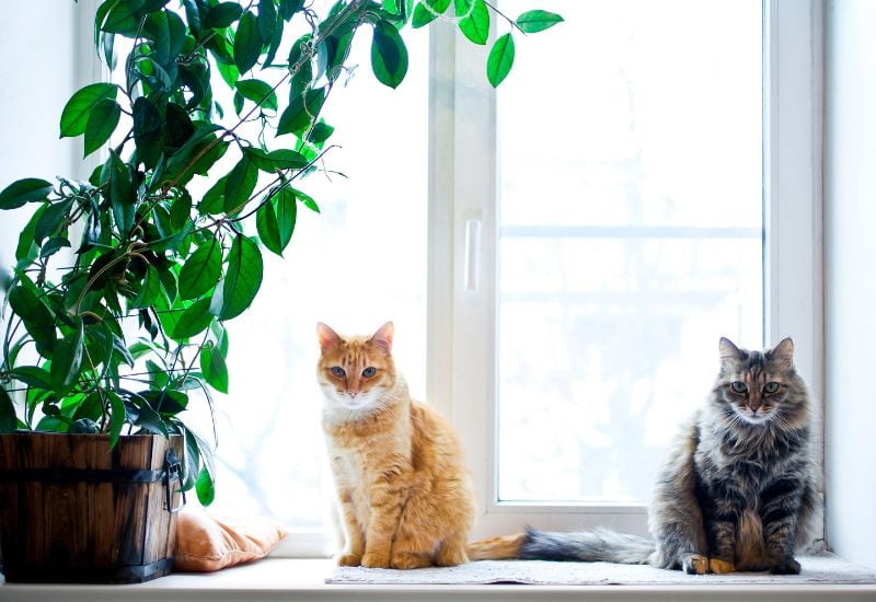Indoor Tree Varieties That Are Fully Safe for Your Cat