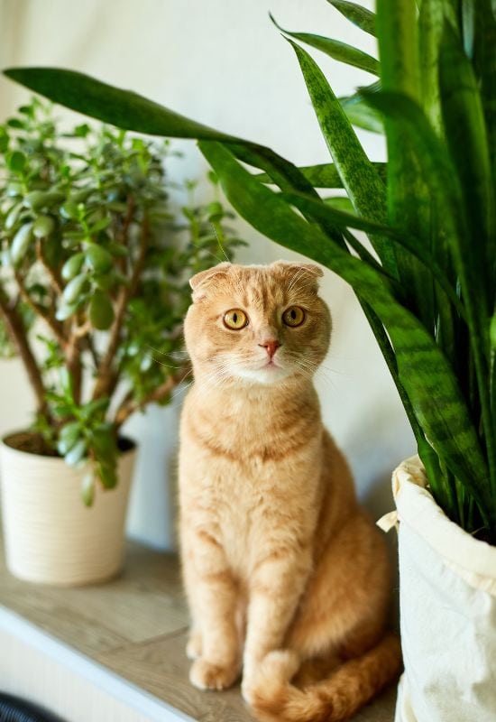 Indoor Trees and Cat Safety