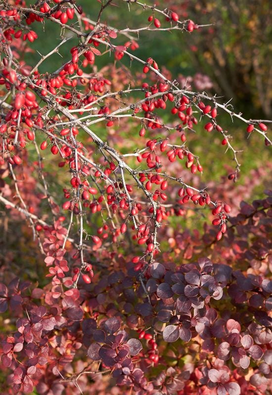 Japanese Barberry (Berberis thunbergii)