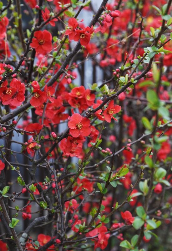 Japanese Flowering Quince (Chaenomeles speciosa)