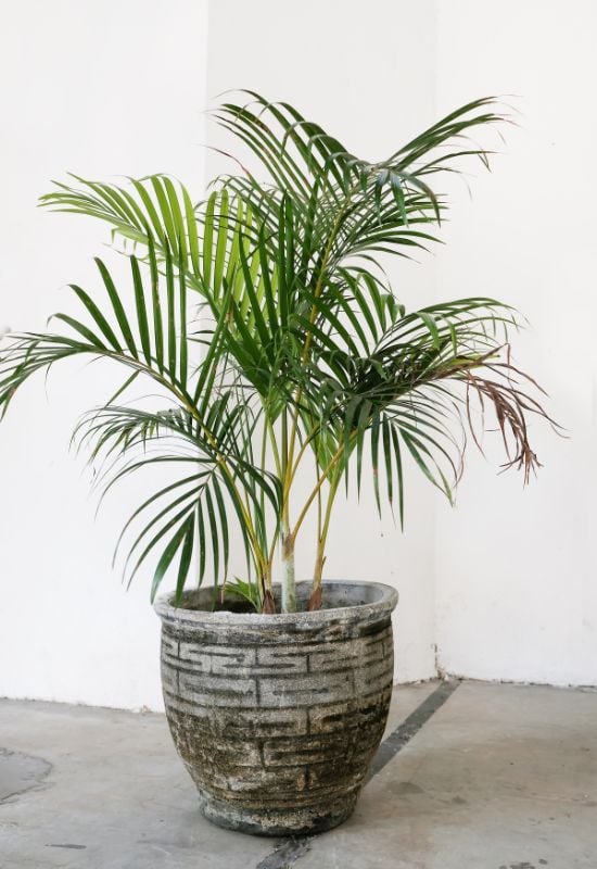 Kentia Palm (Howeaforsteriana)