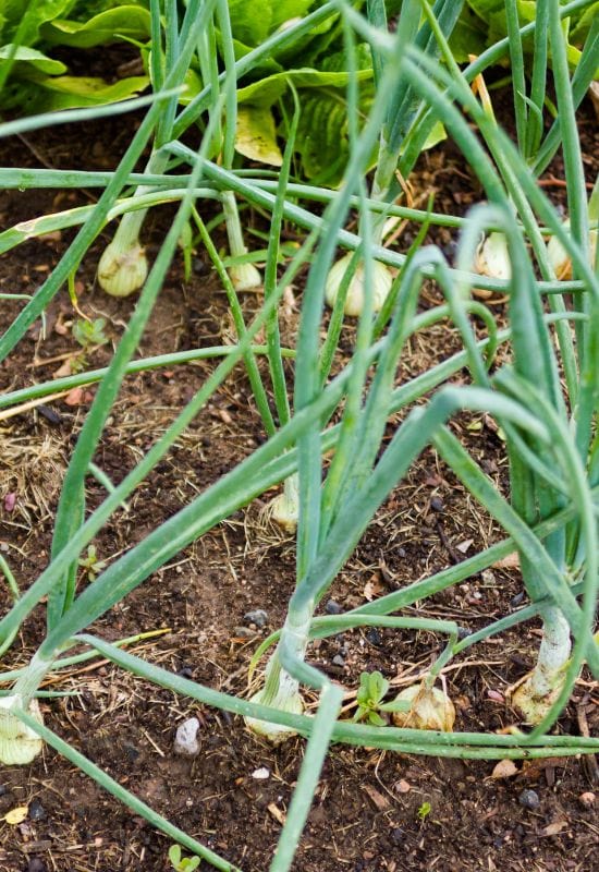 Onion plantation in the garden