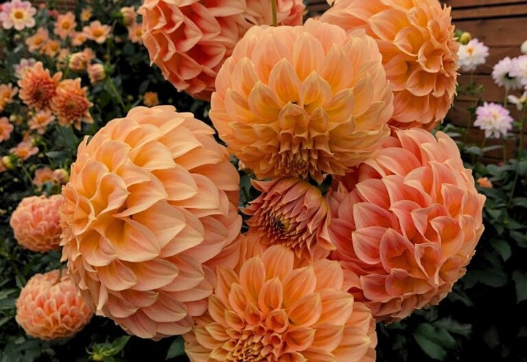 14 Orange Dahlia Varieties to Turn Your Garden into a Fiery Paradise