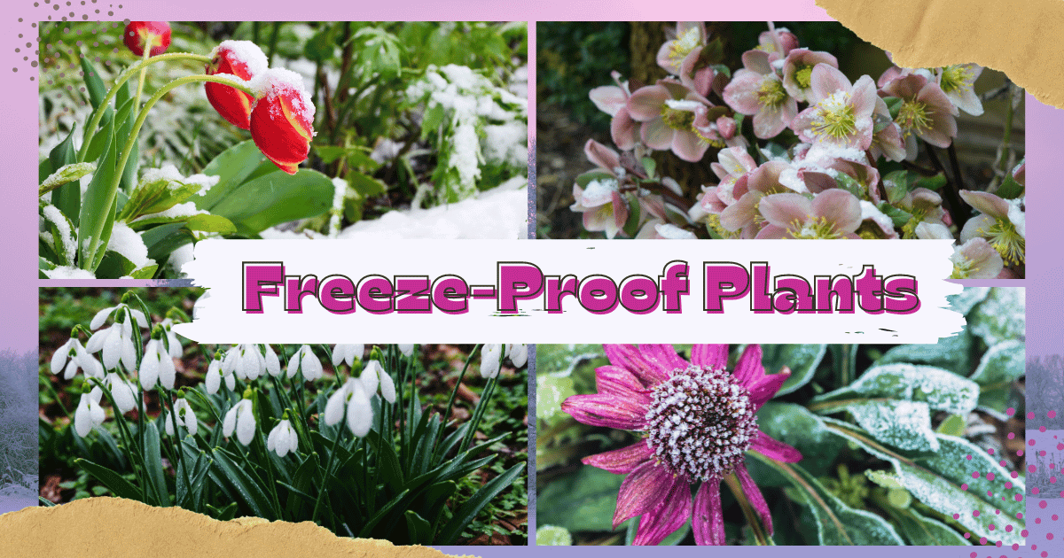 20 FrostProof Perennial Plants That Thrive in the Coldest Winter Outdoors