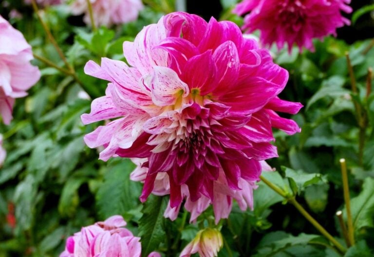 Beyond The Ordinary: 24 Pink Dahlia Varieties That Promise A Garden of Eternal Summer