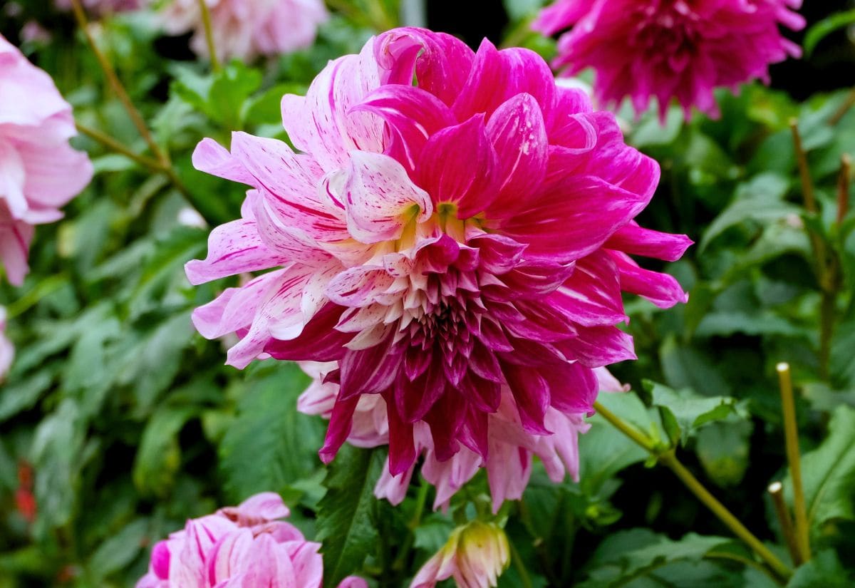 Pink Dahlia Varieties That Promise A Garden of Eternal Summer