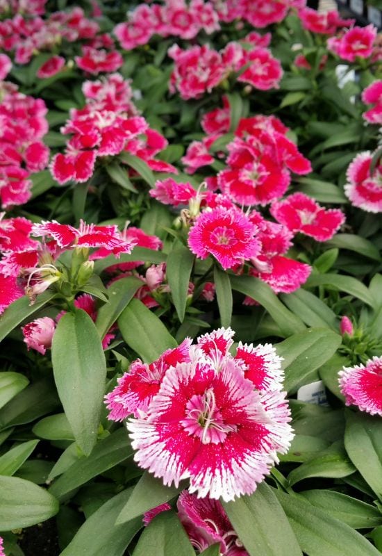 Pinks (Dianthus spp.)
