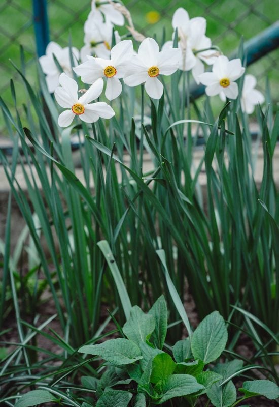 Poet’s Daffodil (Narcissus poeticus var. recurvus)