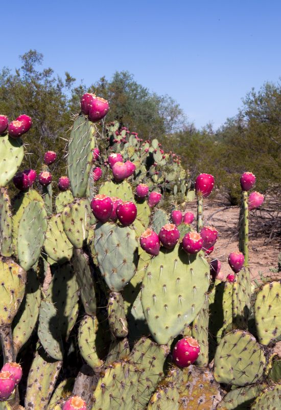 Prickly Pear (Opuntia spp.)