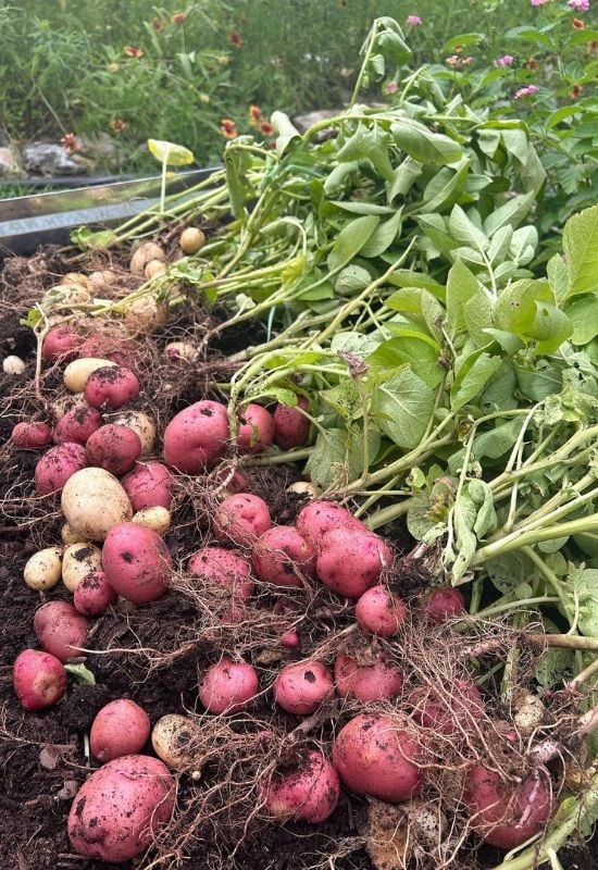 Growing Red Potatoes 16 HandPicked Varieties to Plant in Your Garden