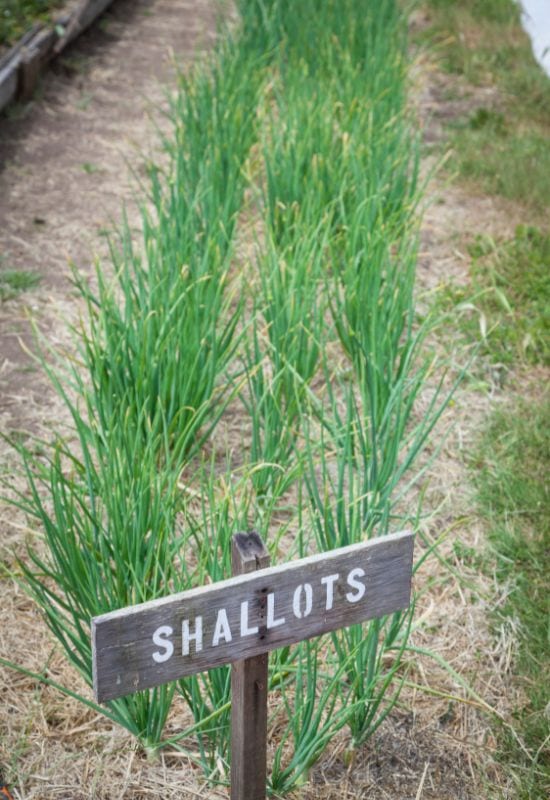 Shallots Growing Vegetables 