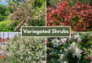 Shrubs with the Most Beautiful Variegated Leaves