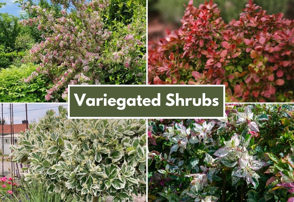 Shrubs with the Most Beautiful Variegated Leaves