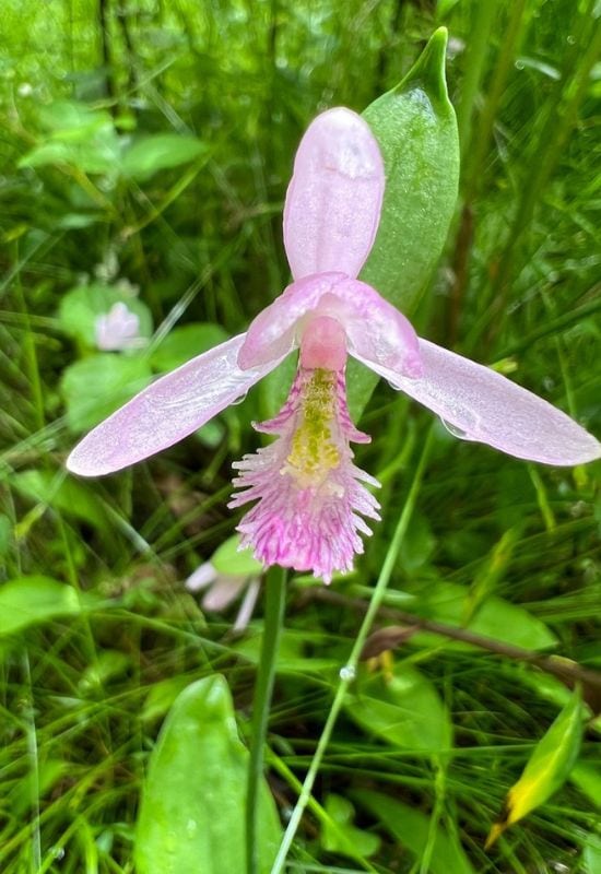 Snake Mouth Orchid (Pogonia ophioglossoides)