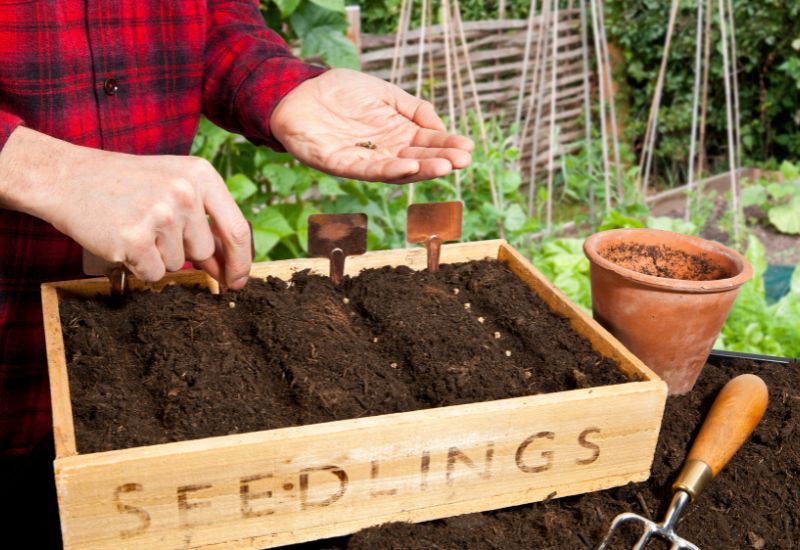 Spacing for Transplanting Zucchini Seedlings or Starts