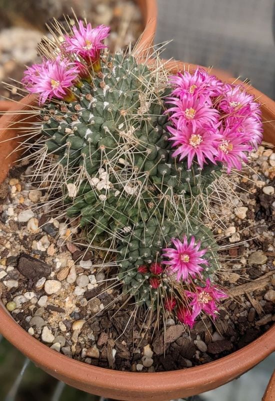 SpinyPincushion Cactus (Mammillaria spinosissima)