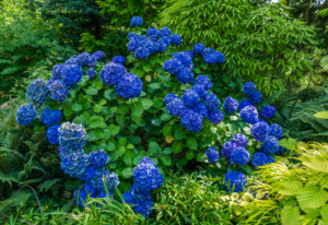 Stunning Blue Hydrangea Varieties and How to Maintain the Original Hue