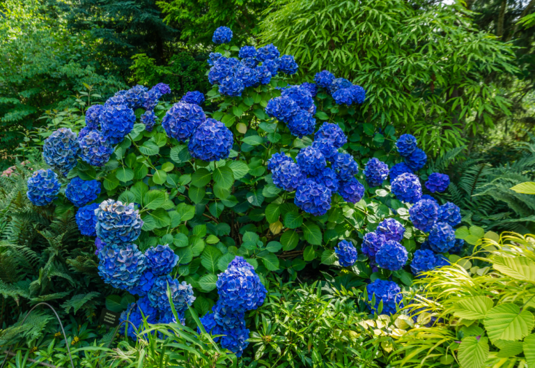 15 Stunning Blue Hydrangea Varieties and How to Maintain the Original Hue