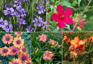 Sun-Loving Flowering Perennials That Thrive in Zone 9