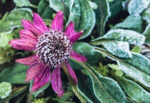 Background Flower Osteospermum. purple flowers. Frost is on the leaves and flowers.